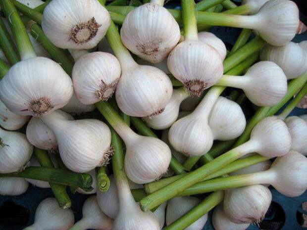 Свежий чеснок выглядит прекрасно. /Фото: womanistka.ru Свежий чеснок выглядит прекрасно. /Фото: womanistka.ru
