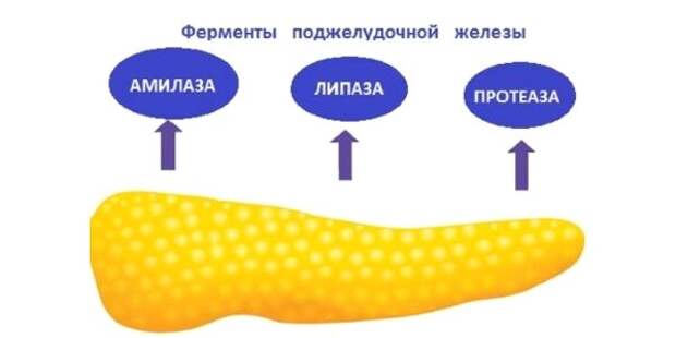 В прошлой статье пробежались мы по нашим ферментам, где какие образуются и что с поступающей пищей делают. Сегодня всё-таки постараемся оправдать название канала – возьмёмся за таблеточки.-6