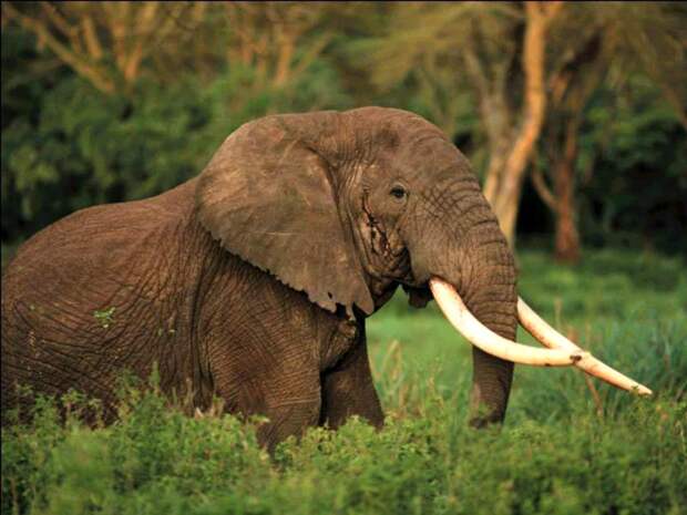 Самые опасные животные для человека Африканский слон (Loxodonta africana), фото животные фотография