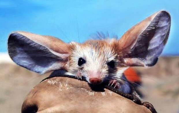 Длинноухий тушканчик (лат. Euchoreutes naso) (англ. Long-eared jerboa) Длинноухий тушканчик (лат. Euchoreutes naso) (англ. Long-eared jerboa)