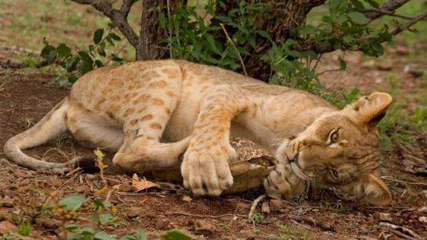 Черепашья месть страшна