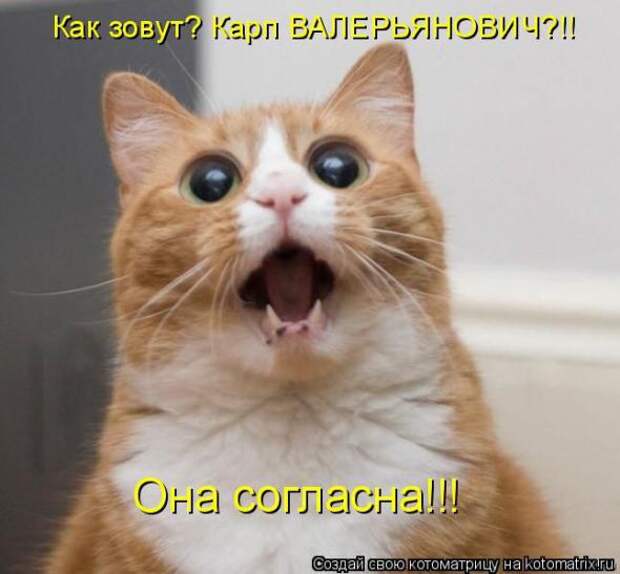 Котоматрицы (картинки с надписями)