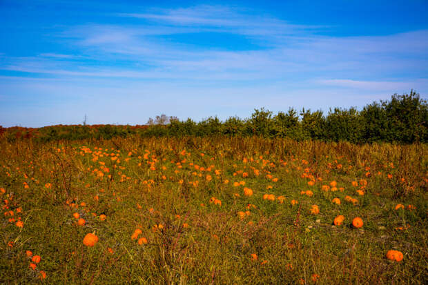Pumpkins  by Milu Voica on 500px.com