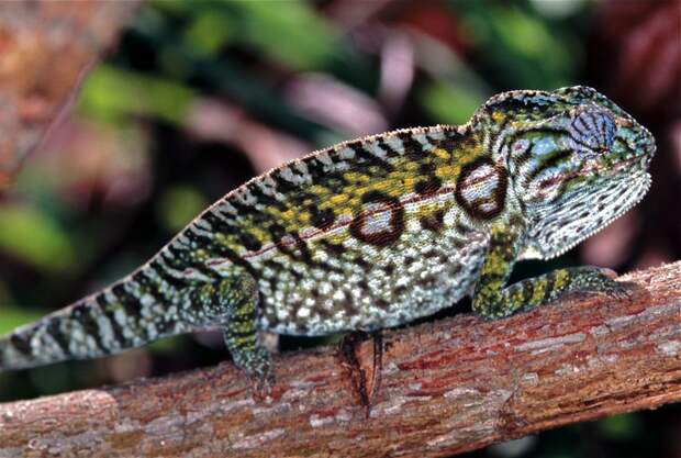 chameleons06 Самые колоритные хамелеоны