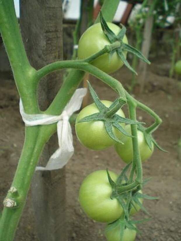 Формирование томатов фото