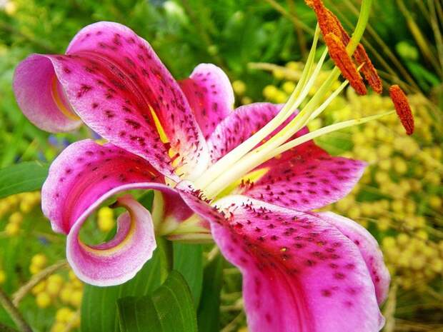 stargazerlily1 (700x525, 130Kb)