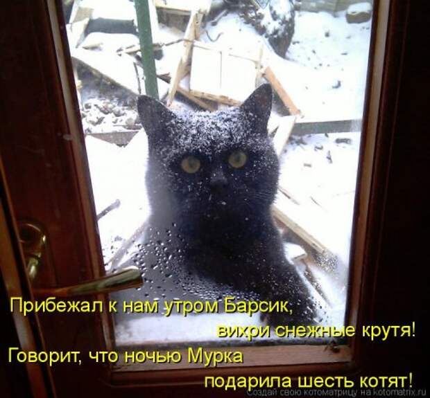 Новая котоматрица на Бугаге (31 фото)