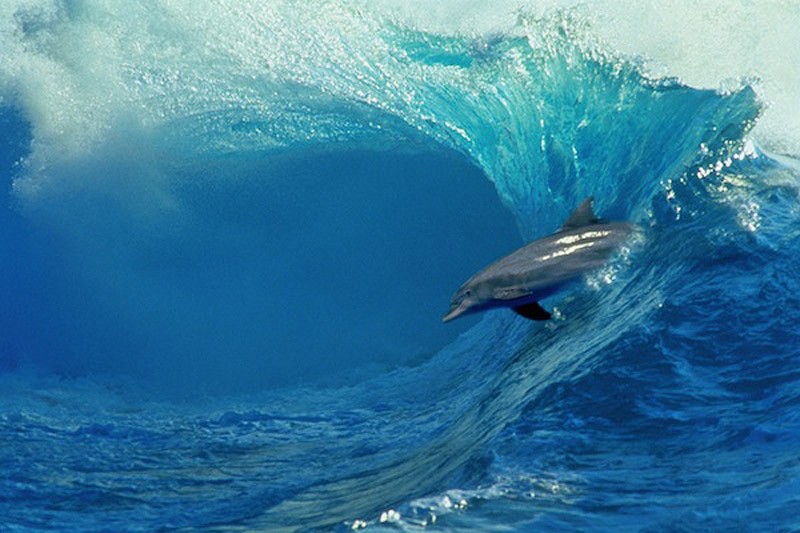 dolphins09 dolphins09 Самые удивительные факты о дельфинах
