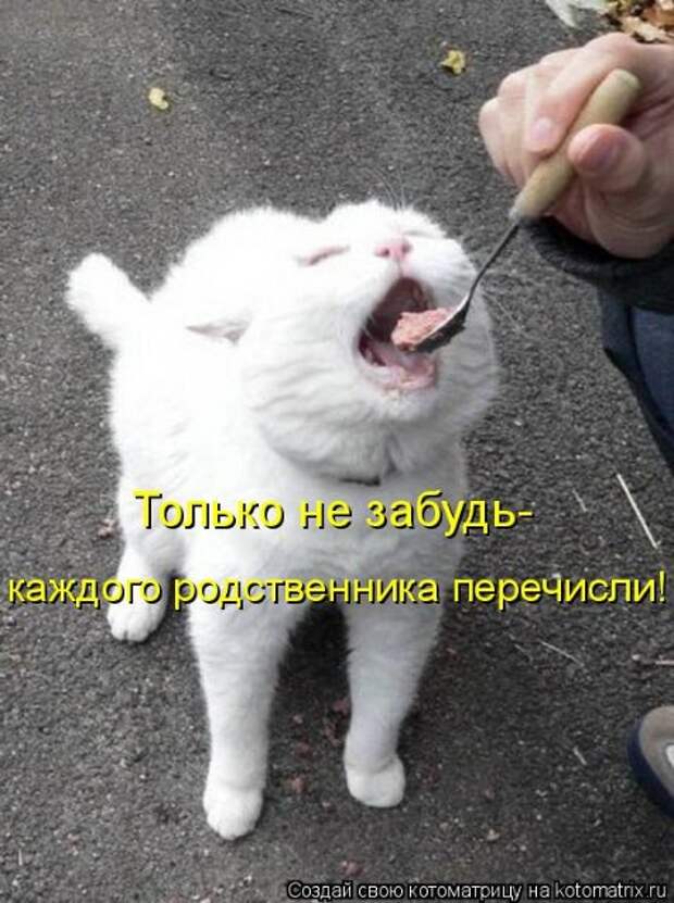 Котоматрица