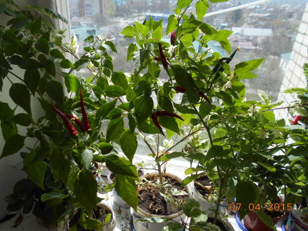 Перец Чили