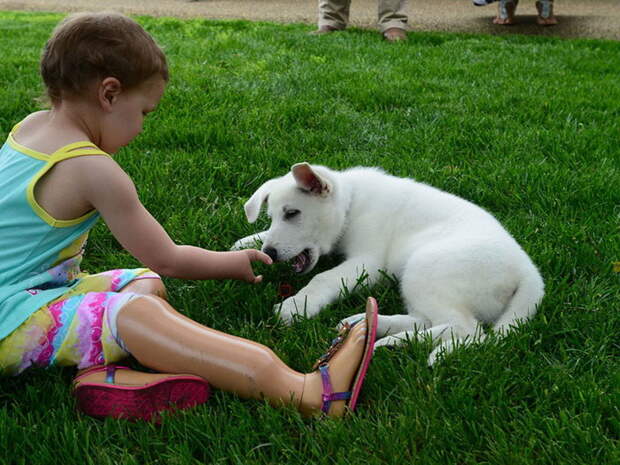 Девочке с ампутированными ногами подарили собачку с ампутированной лапой