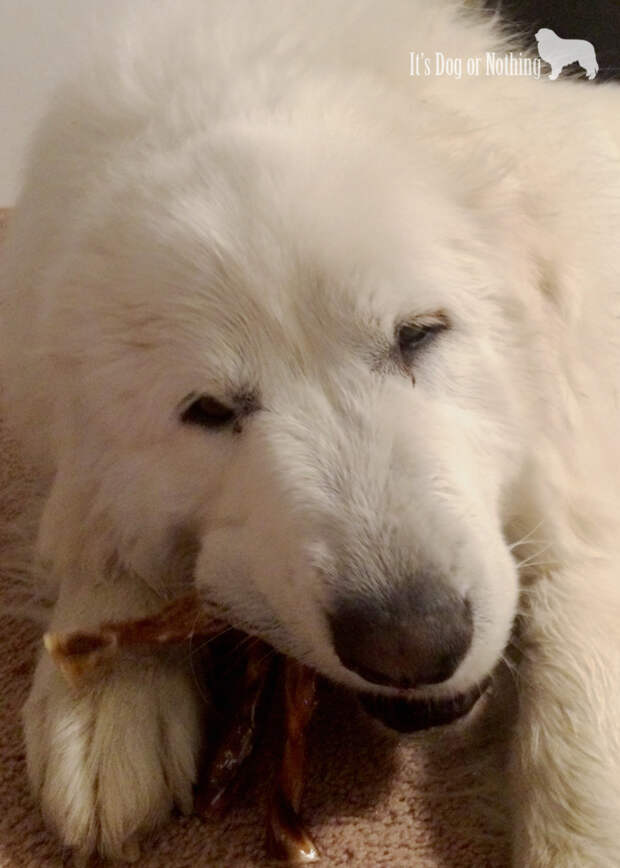 Only Natural Pet Twizzle Sticks with Great Pyrenees