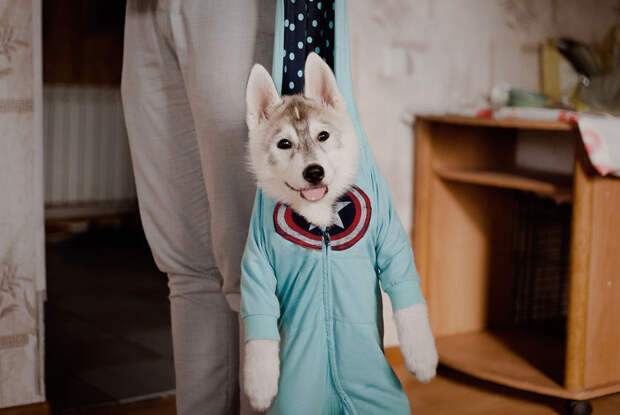 Хаски, знающие толк в моде одежда, хаски