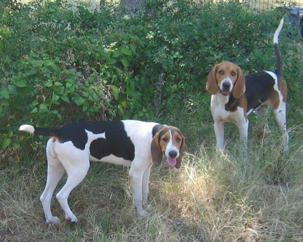 Treeing Walker Coonhound