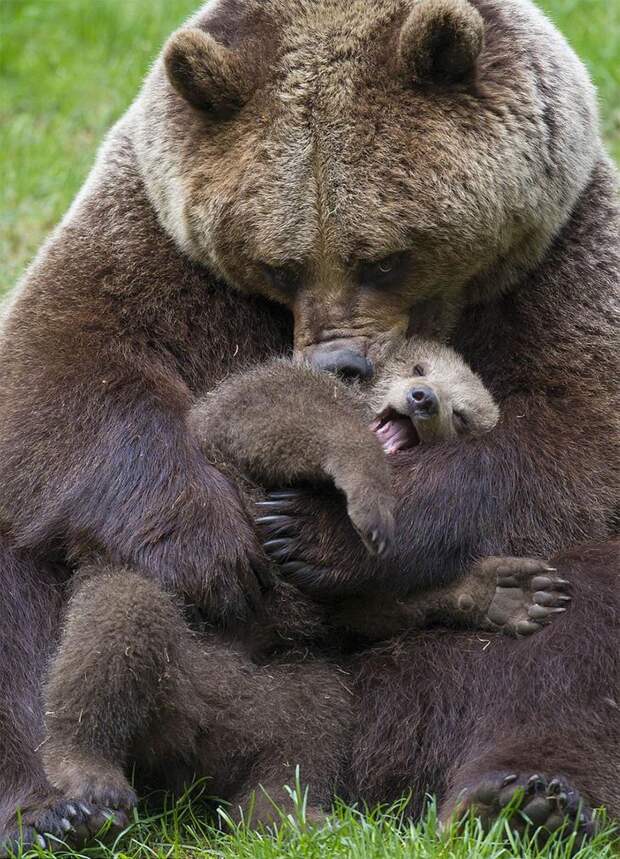 Мамы медведицы