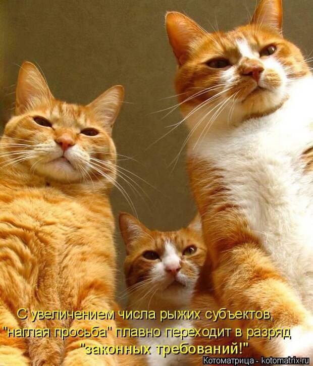 Лучшие котоматрицы недели  