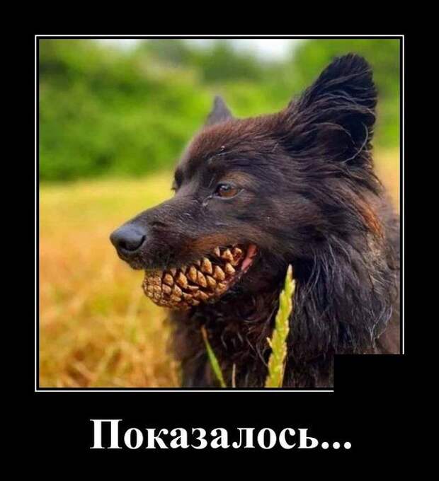 demotivatory-demotivator-smeshnye-demotivatory-demotivator-so-smyslom