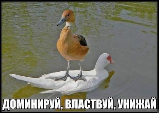 Доминируй, властвуй, унижай! фото, юмор