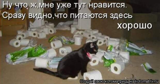 Свежая котоматрица (38 фото)