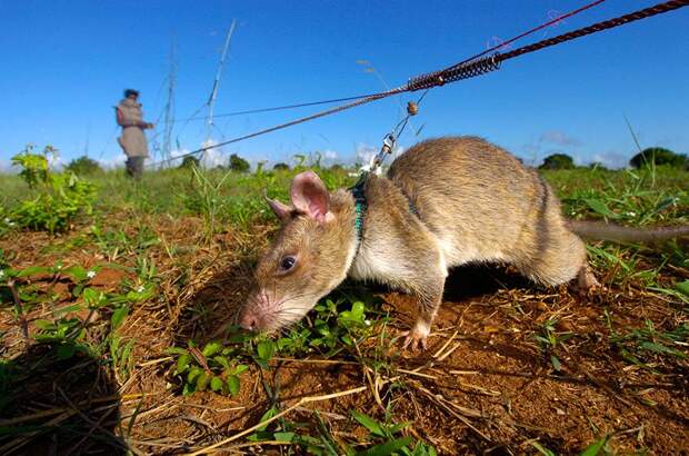 34hero-rats-bomb-demining-africa-apopo-39