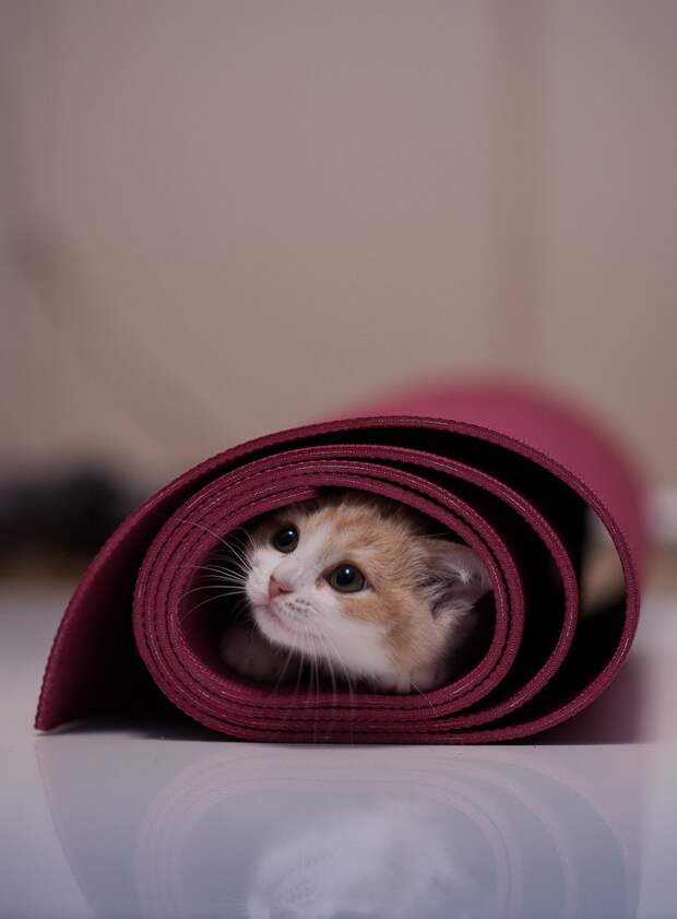 Забавные Животные