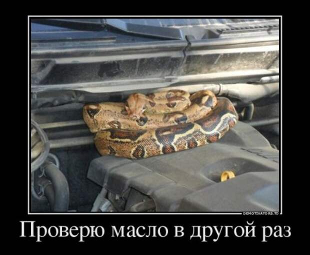 Свежие демотиваторы-приколы (13 шт)
