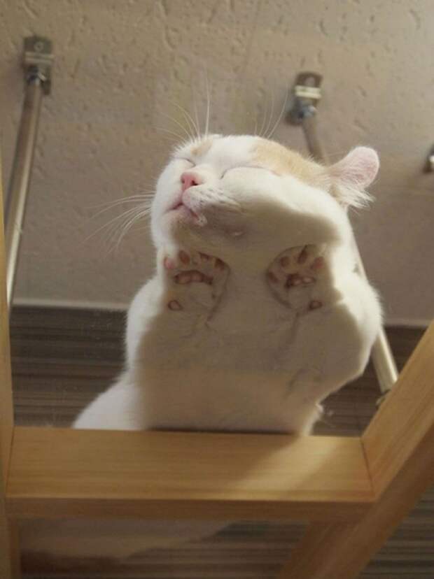 Милота дня! Спим где хотим!)))