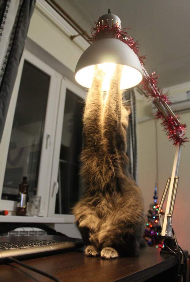 16 фраз, которые мы говорим своему коту 16 фраз, которые мы говорим своему коту коты, фразы