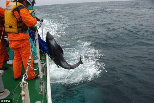 В Японии более 130 дельфинов выбросились на берег дельфин, япония