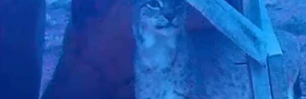 Туркестанскую рысь зафиксировали фотоловушки в Чарынском нацпарке