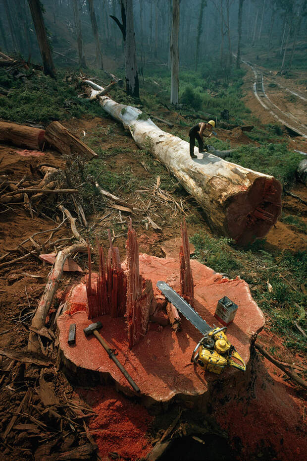 26. Мужчина делает зарубку на поваленном дереве. Западная Австралия, 1962 national geographic, история, природа, фотография