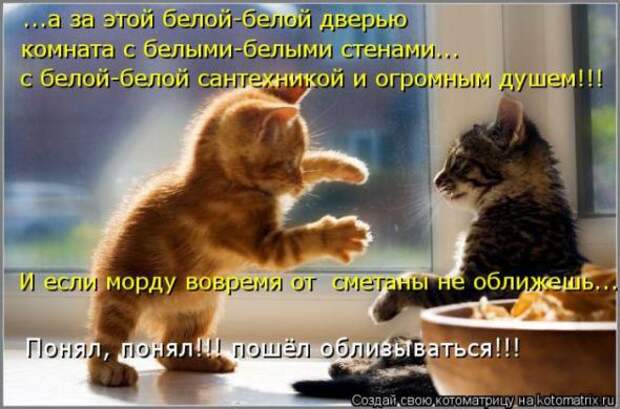 Котоматрицы(картинки с надписями)