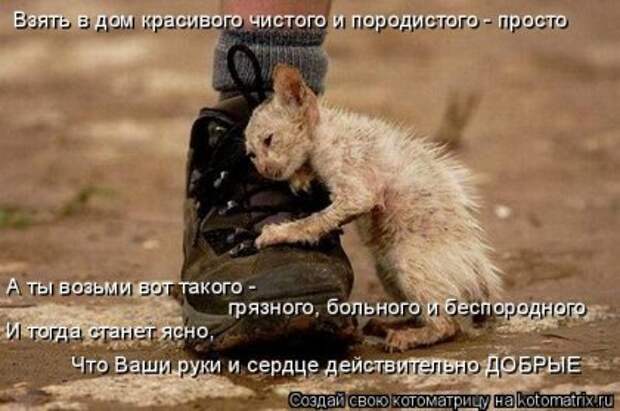 Котоматрица