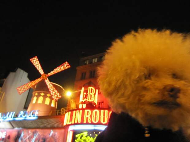 Cerbero dog travel, собака путешественник