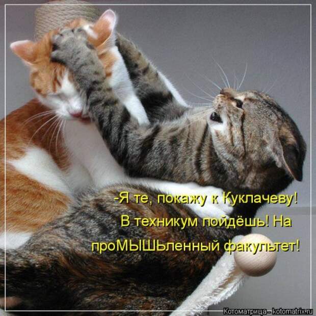 Новая котоматрица на Бугаге (30 фото)