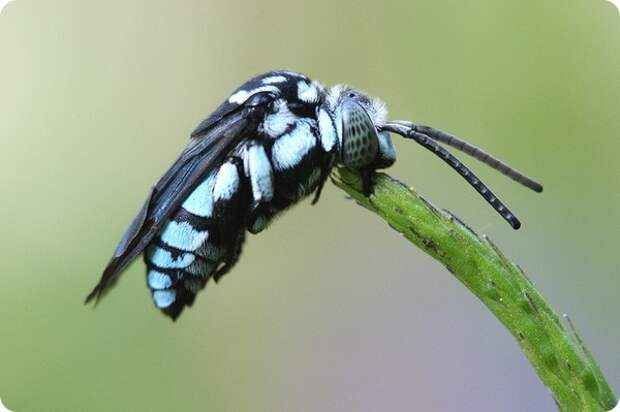 Неоновая пчела-кукушка (лат. Thyreus nitidulus)
