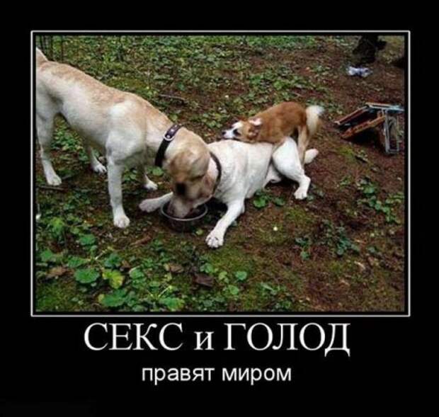 Демотиваторы смешные, юмор в тексте и фото.