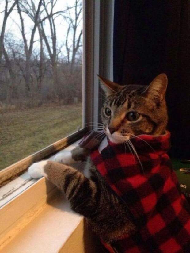 КОТОприколы  (32 фото)
