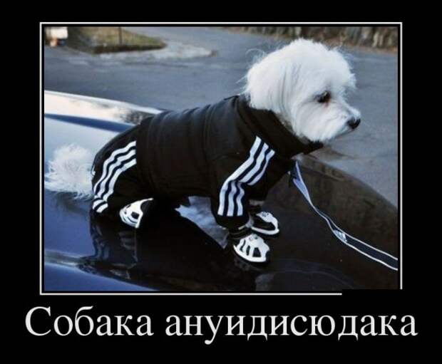 Демотиваторы (30 фото)