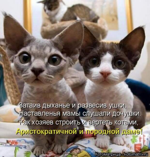 Свежая котоматрица (33 фото)