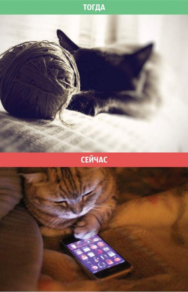 кошка