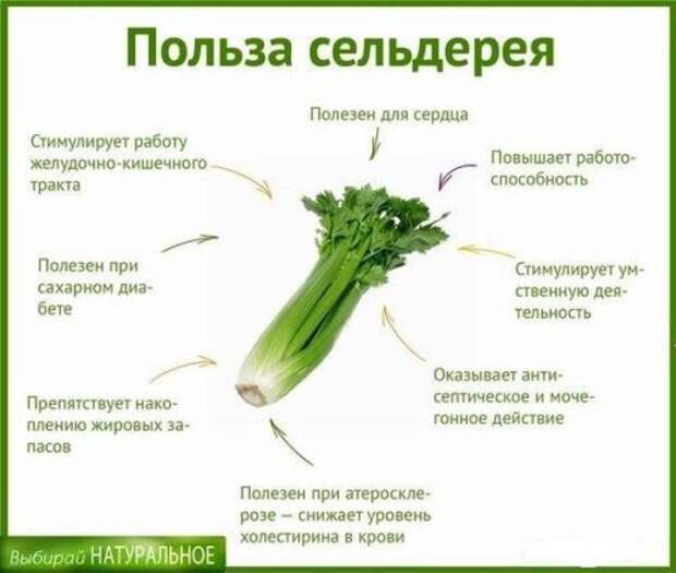 polza-seldereya1.jpg