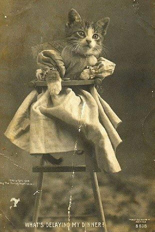 винтажные коты, коты ретро, коты викторианской эпохи