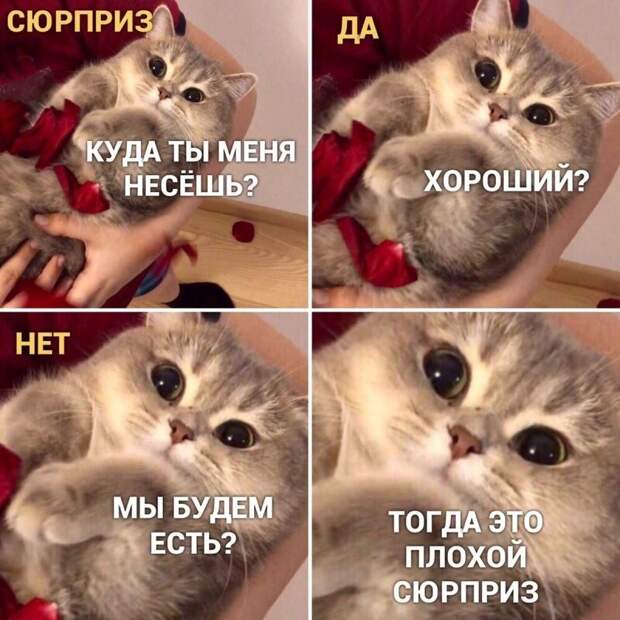 Самые удачные котомемы Рунета Самые удачные котомемы Рунета