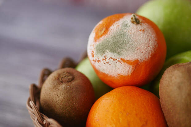 Биолог Шеина: мытье фруктов перед хранением в холодильнике ускоряет гниение