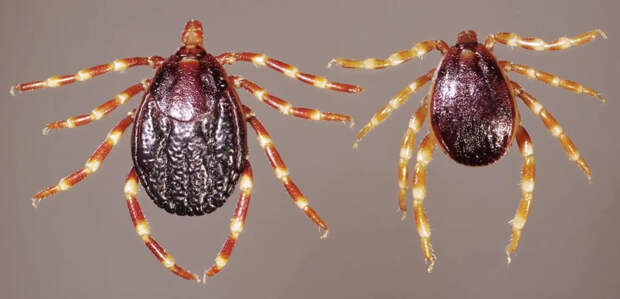 На юге России заметили клещей Hyalomma — крупные «зебры», слабо реагирующие на бытовые репелленты