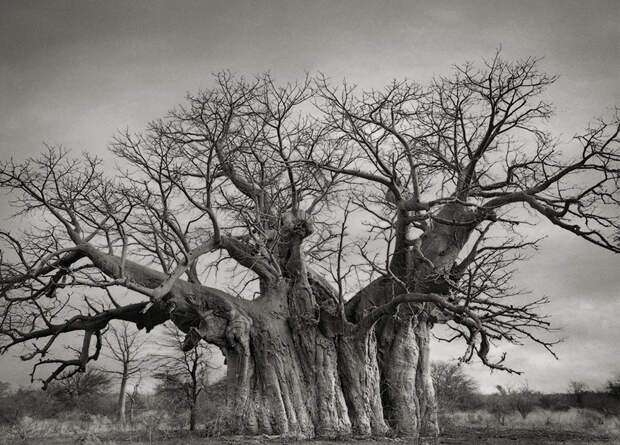Деревья древние как мир в фотографиях из 14-летнего путешествия-3