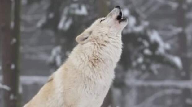 What Can These Wolves Teach You About Achieving Balance In Your Life?