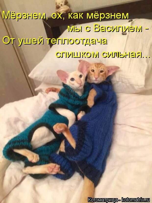 Лучшие котоматрицы недели (50 фото)