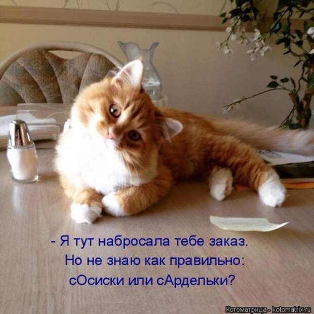 Свежая котоматрица для хорошего настроения (31 фото)
